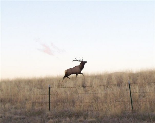 Deer Running Through the Field